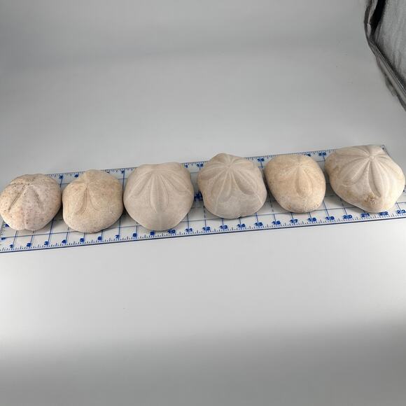 Lot of 6 Fossil Sand Dollars | Natural Sea Biscuit Specimens | Coastal Decor - Picture 2 of 9